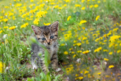 A small gray kitten on a green lawn with yellow dandelions on a summer day