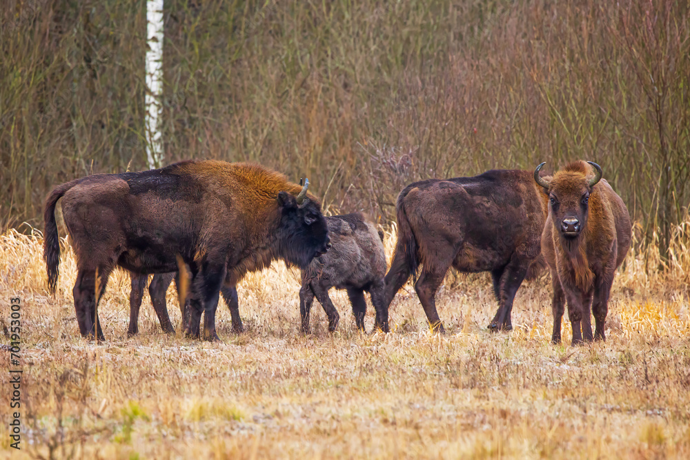 The European bison (Bison bonasus) or the European wood bison small herd The European bison (Bison bonasus) or the European wood bison small herd
