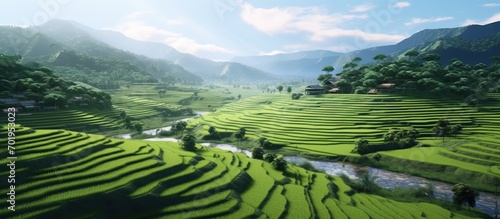 view of rice fields with winding roads. clear blue sky