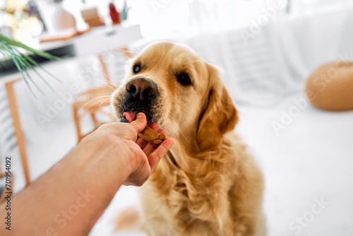 Loyal friend. Happy fluffy labrador enjoying favorite treats giving by male owner at bright living room. Man feeding animal companion with delicious snack after training.