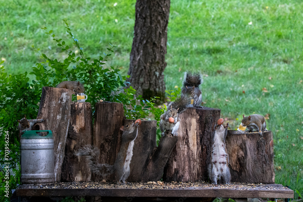 Backyard Squirrels tossing the football around Backyard Squirrels tossing the football around