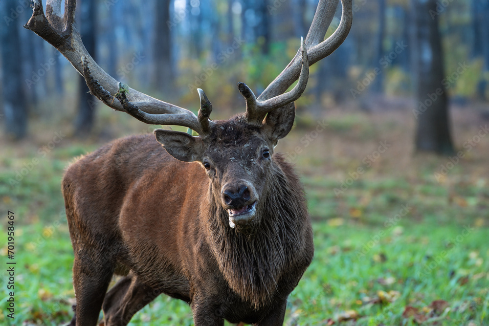 Obraz premium Hirsch am Waldrand im Herbst