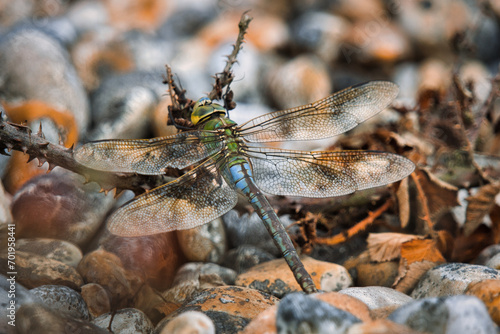 Close up of a dragonfly on stone. © Jan