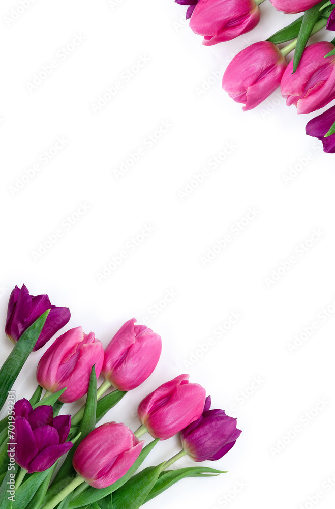 Pink, purple, violet flowers tulips on a white background with space for text. Top view, flat lay Pink, purple, violet flowers tulips on a white background with space for text. Top view, flat lay