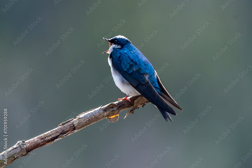 Obraz premium Tree swallow singing while perched
