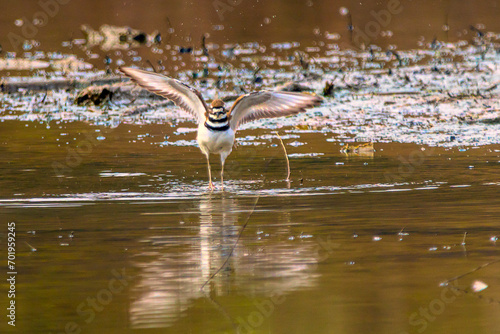 Killdeer flaping his wings in the swallow water photo