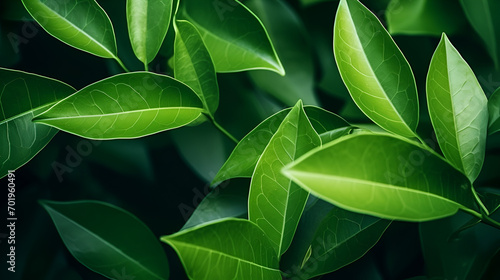 Green leaves close up plants on a brunch in the sunlight summer garden natural background