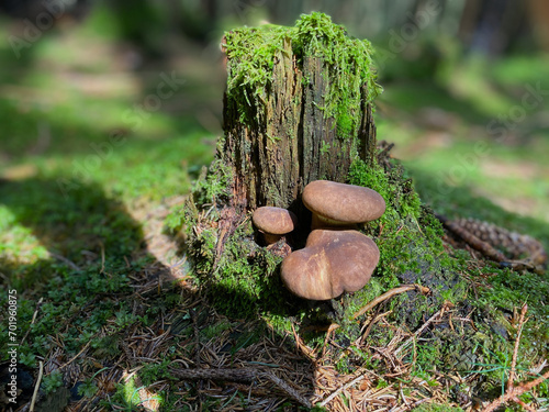 mushrooms, forest, moss,