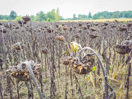 Field full of failed crops of sunflower plants, flooded with water photo