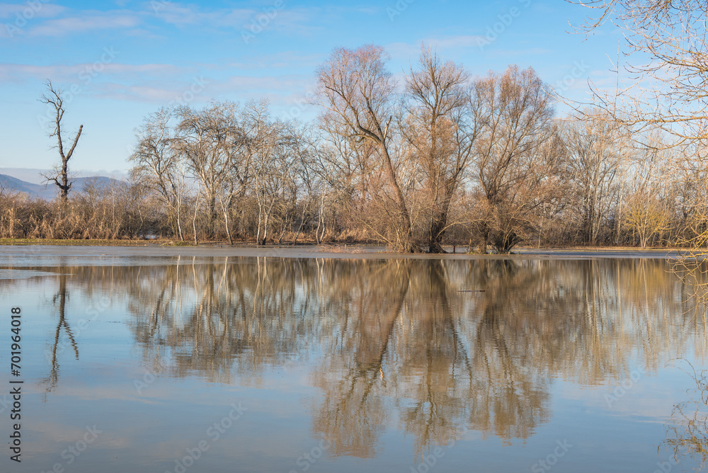Obraz premium the trees on the river bank are flooded by the river