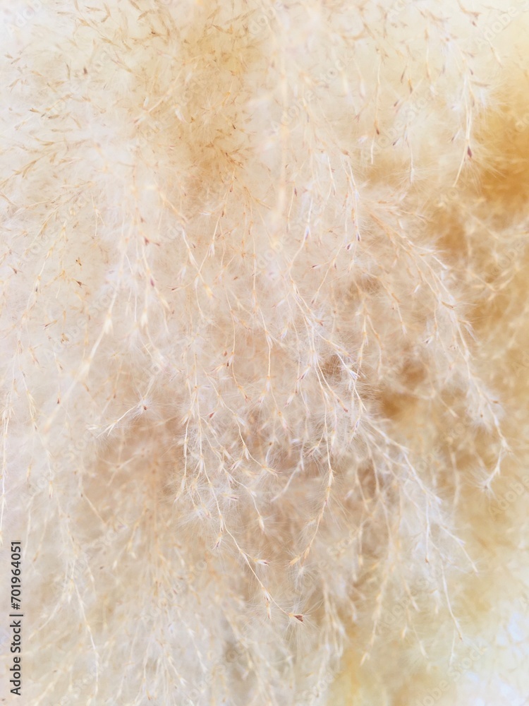cotton texture cotton texture