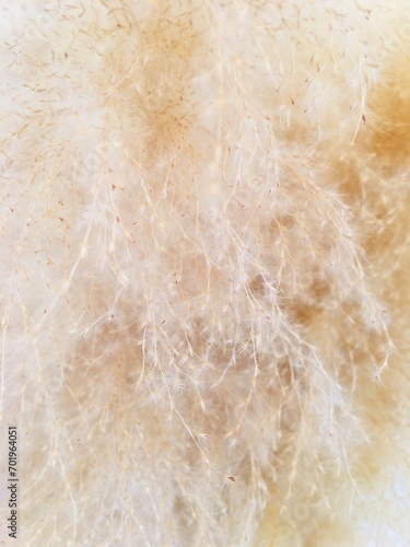 cotton texture