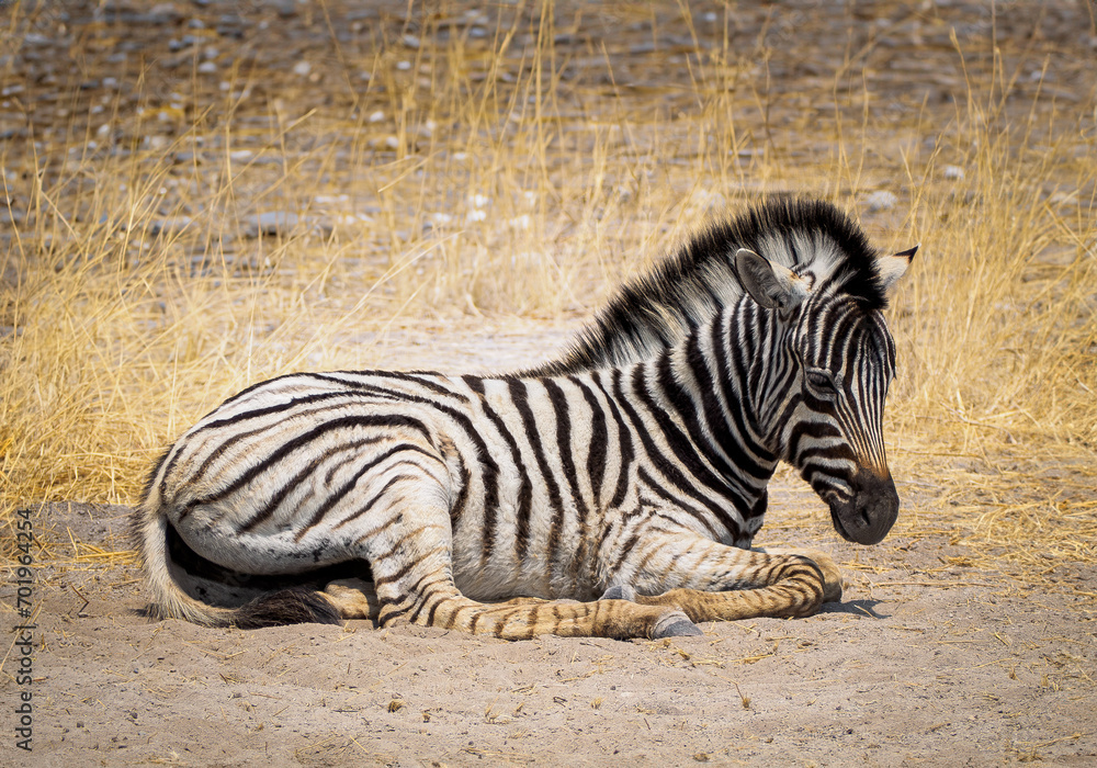 Fototapeta premium Portrait of a cute baby zebra, scenery of wildlife in savannah, the Etosha National Park, Namibia. Wild African animal in the natural habitat, safari tour in the Southern Africa.
