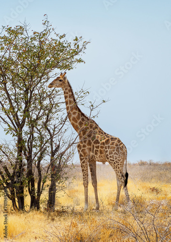 African Giraffe walking at the Etosha National Park  Namibia. Vertical landscape with Giraffa eating leaves on a tree  wildlife of savannah. Wild African animal in the natural habitat  Africa.