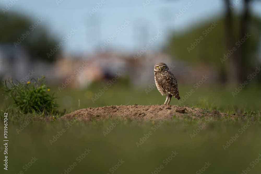 Burrowing owl is sitting on its burrow in Argentina. Athene cunicularia during day near the nest. Small owl who live in burrow. Burrowing owl is sitting on its burrow in Argentina. Athene cunicularia during day near the nest. Small owl who live in burrow.