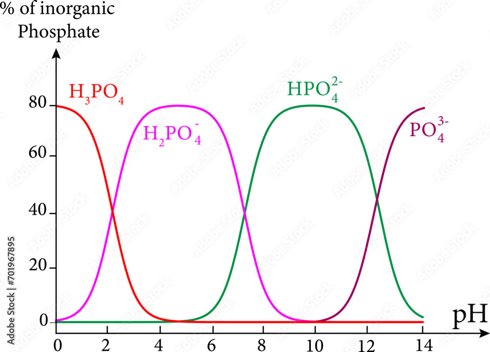 Diagram of Phosphoric acid speciation.Vector illustration. Stock Vector