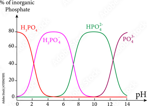 Diagram of Phosphoric acid speciation.Vector illustration.
