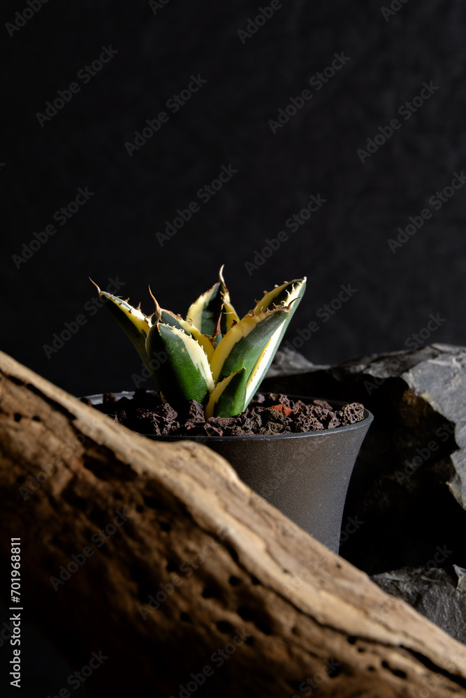 Agave Titanota Black and blue – TiaJuanas Plants México