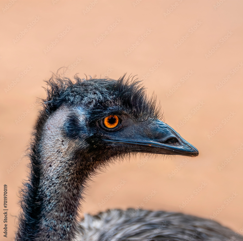 Close-up of Australian Emu (Dromaius novaehollandiae), view of an Emu's head.