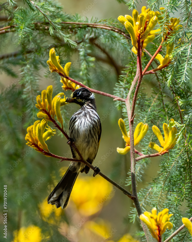 New Holland Honeyeater bird (Phylidonyris novaehollandiae) perching on a Kangaroo Paw Flower