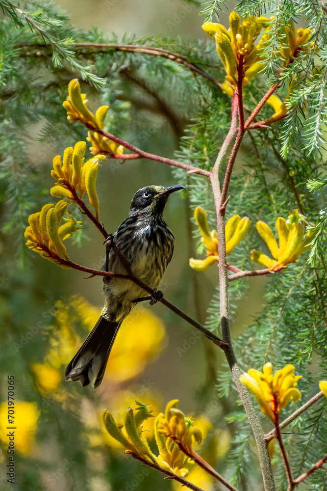 New Holland Honeyeater bird (Phylidonyris novaehollandiae) perching on a Kangaroo Paw Flower