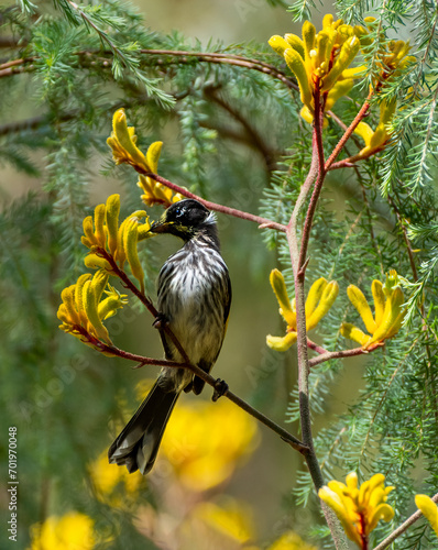 New Holland Honeyeater bird (Phylidonyris novaehollandiae) perching on a Kangaroo Paw Flower