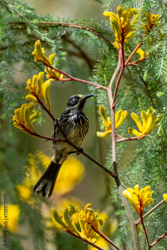 Obraz na płótnie New Holland Honeyeater bird (Phylidonyris novaehollandiae) perching on a Kangaroo Paw Flower w salonie