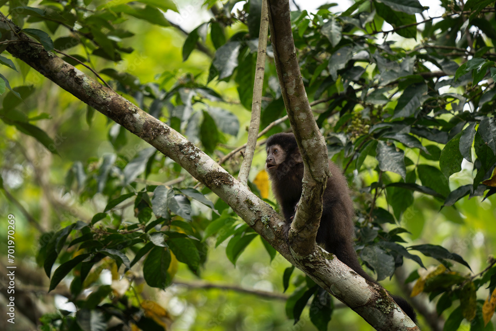 Black capuchin monkey in Iguazu falls national park. Sapajus nigritus in the rainforest. Small dark monkeys is climbing up in Argentina forest.