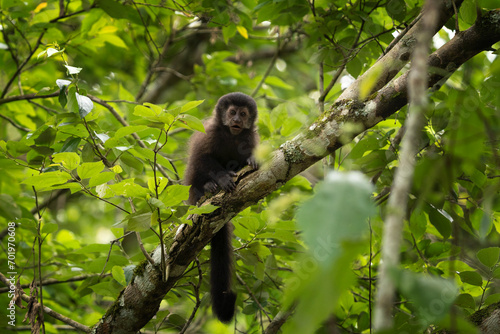 Black capuchin monkey in Iguazu falls national park. Sapajus nigritus in the rainforest. Small dark monkeys is climbing up in Argentina forest. © prochym