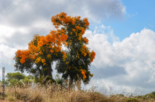 Western australian christmas tree with bright yellow flowers