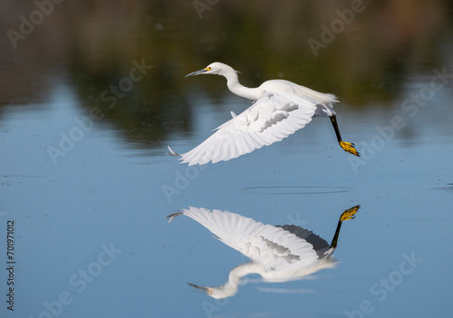 The snowy egret (Egretta thula)  flying over blue water at Cullinan Park, Texas with reflection in the water photo