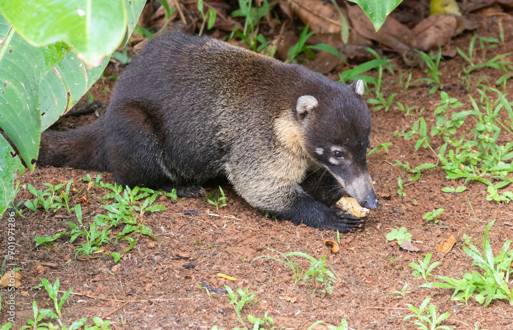 The white-nosed coati (Nasua narica) at Costa Rica The white-nosed coati (Nasua narica) at Costa Rica