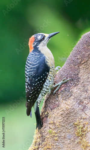 The black-cheeked woodpecker (Melanerpes pucherani) photo