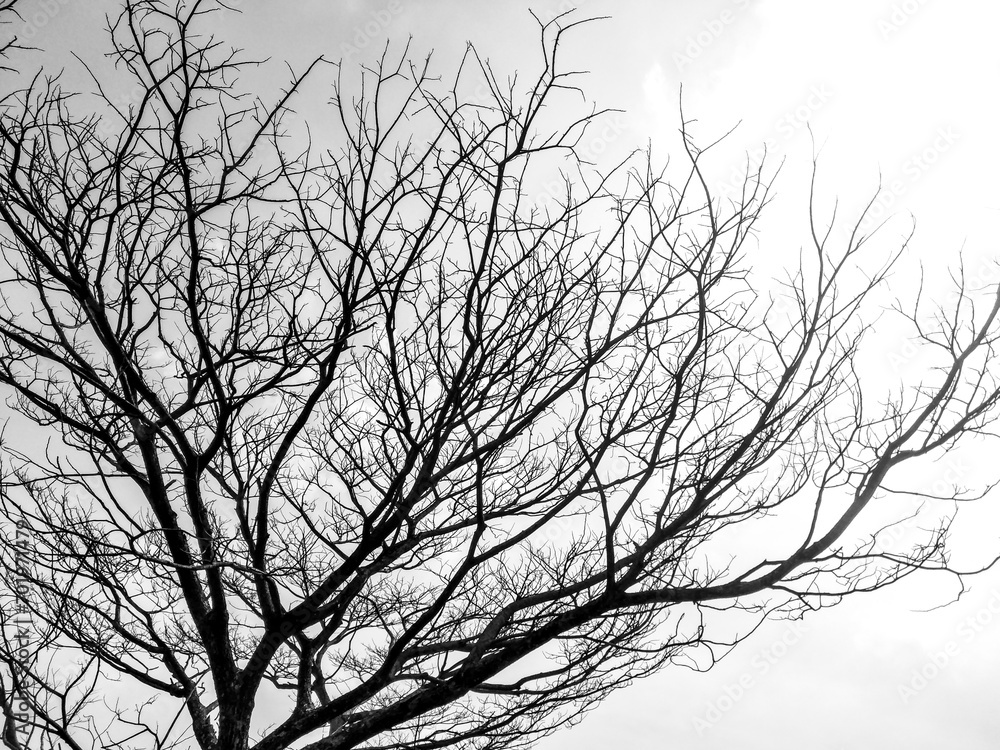 silhouette of a tree in winter silhouette of a tree in winter