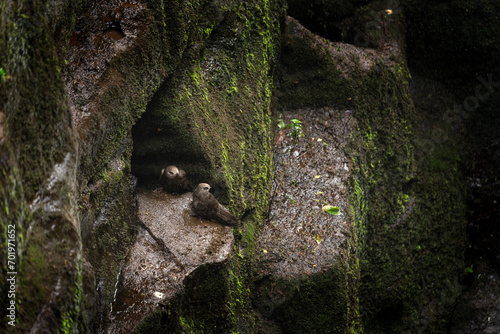 Great dusky swifts are protecting behind the waterfalls. Swifts use the waterfalls for its safety. Endangered cypseloides senex are staying on the cliff. photo