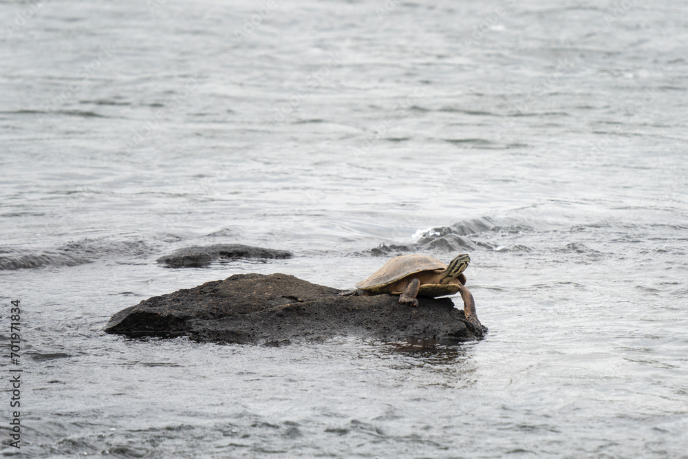 Fototapeta premium Phrynops williamsi is relaxing on the rock in national park Iguazu falls. Williams side necked turtle in the river. South American turtle in the forest.