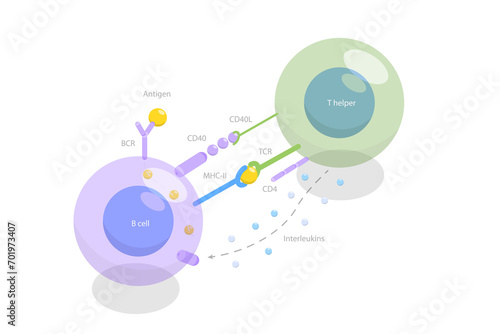 3D Isometric Flat Illustration of T-cell Dependent B-cell Activation, Adaptive Immune System