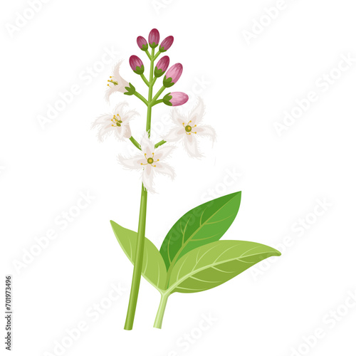 Vector illustration, Bogbean flower, scientific name Menyanthes trifoliata, isolated on white background.