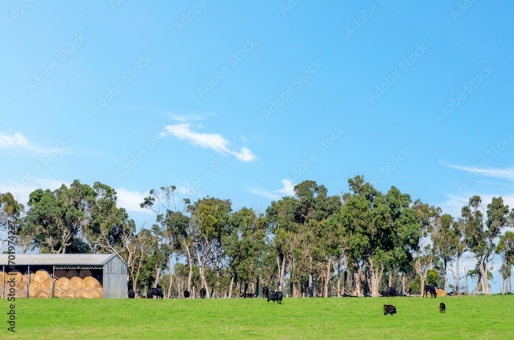 Cows grazing in the meadow at country WA Perth Australia