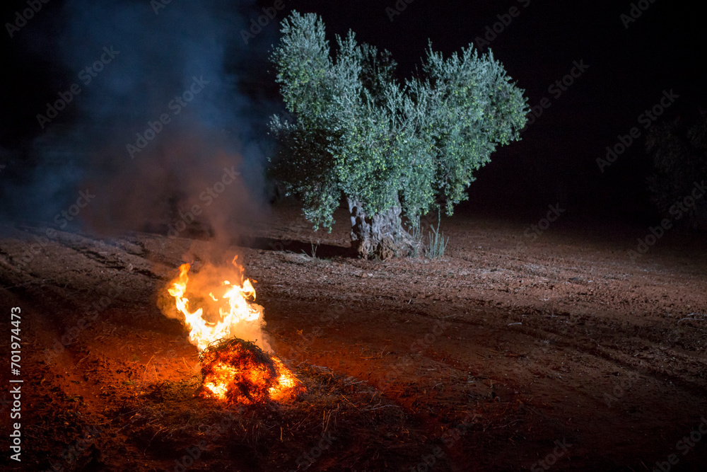 Bonfire lit in an olive grove in the early morning