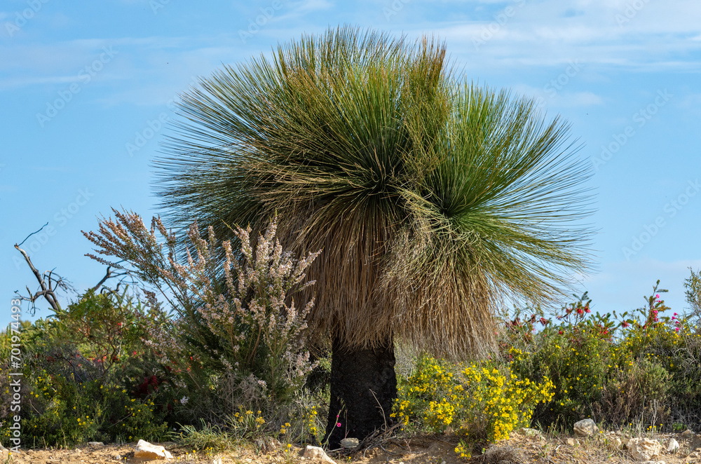 Native Grass Trees in the bush with flora and fauna outside of Perth Australia