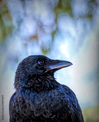 Obraz na płótnie Australian Raven close up - Perth - Western Australia w salonie