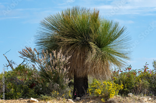 Obraz na płótnie Native Grass Trees in the bush with flora and fauna outside of Perth Australia w salonie