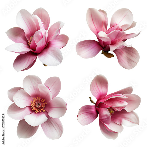 Set of spring season magnolia flowers isolated on background.