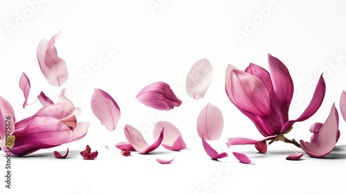 Spring season magnolia flowers petals falling © MDNANNU