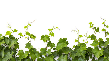 Vine plant climbing creeper border isolated on transparent background