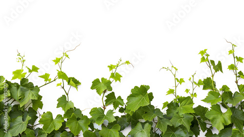 Vine plant climbing creeper border isolated on transparent background