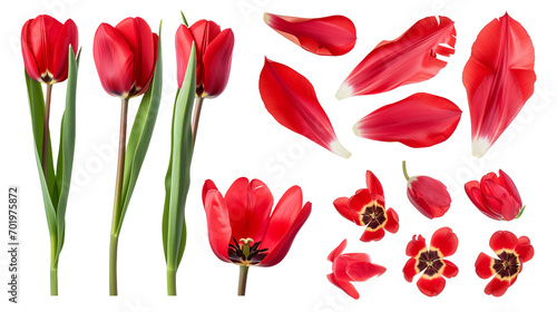 Realistic red tulips with petals set on transparent background