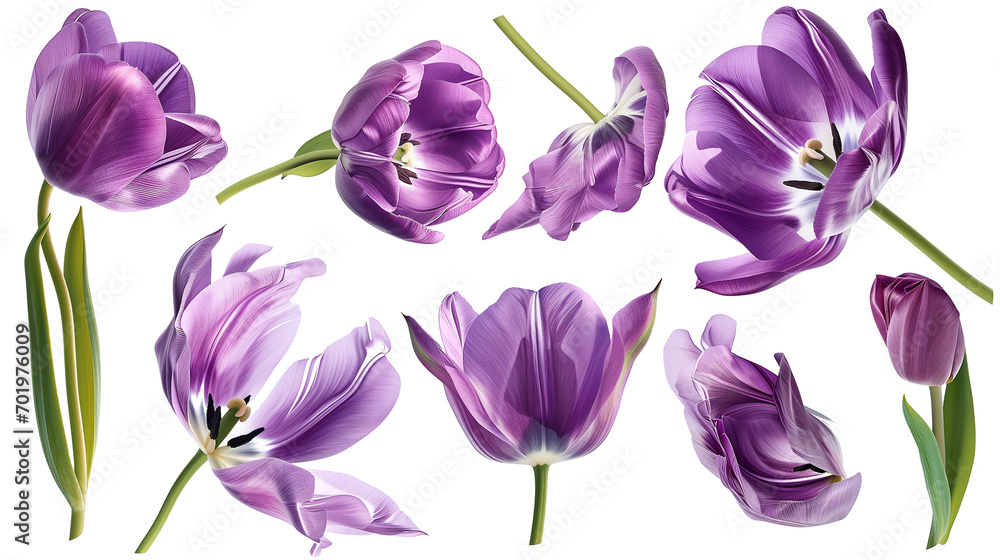 Realistic purple tulips with petals set on transparent background Realistic purple tulips with petals set on transparent background