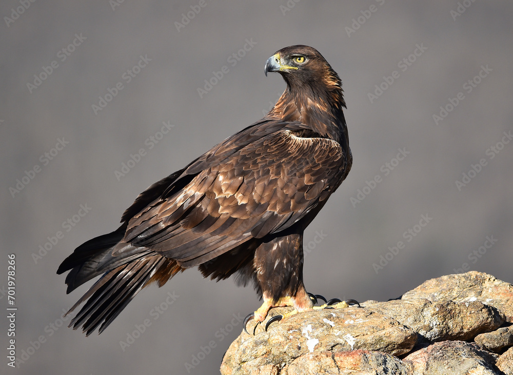 un aguila real en españa un aguila real en españa